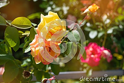 Yellow rose on a background of green park. Yellow rose closeup on a bush in the park Stock Photo