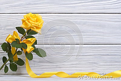 Yellow rose with a beautiful bow and a gold ribbon Stock Photo