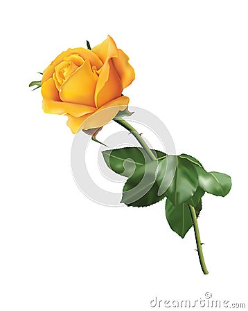 Yellow rose Vector Illustration