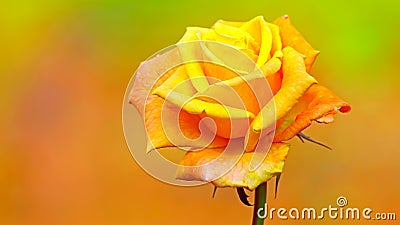 Yellow rose Stock Photo