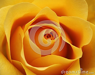 Yellow rose blossom Stock Photo