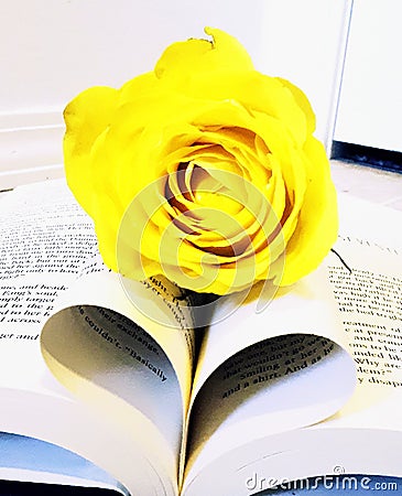 Yellow Rose Book Heart Foundation Editorial Stock Photo