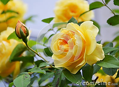 Yellow rose with buds. Stock Photo