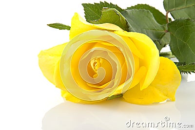 Yellow rose in closeup Stock Photo