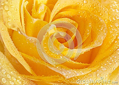 Yellow rose closeup head Stock Photo