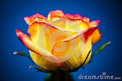 Yellow Rose Stock Photo