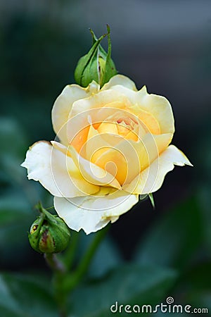 Yellow rose on a dark background. Stock Photo