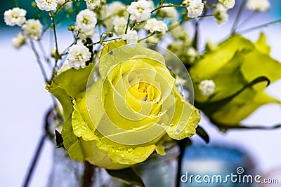 Yellow rose with fresh rain drops on petals Stock Photo