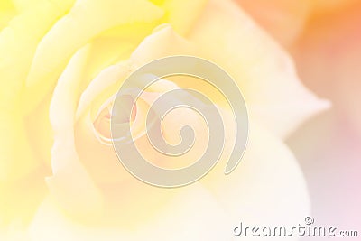 Yellow rose in the garden, selective focus, vintage tone, gradient Stock Photo