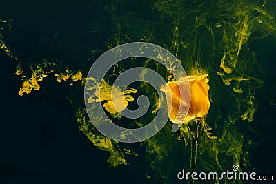 Yellow rose inside water white background color acrylic underwater paint ink dye under smoke spring hot Stock Photo