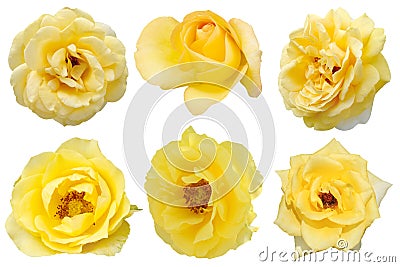 Yellow rose isolated Stock Photo