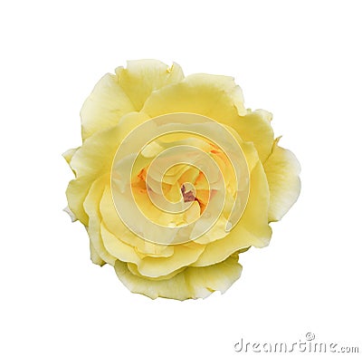 Yellow rose isolated on white background. Fully open gentle tea rose flower head isolated on white background Stock Photo