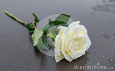 a yellow rose laid on a grey stone on a frozen background to express mourning and remembrance with sufficient text space Stock Photo