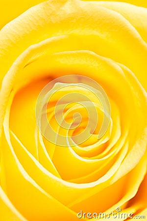 Yellow rose petals as a background. macro Stock Photo