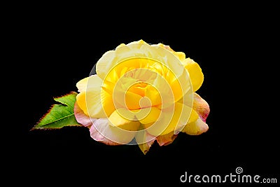 Yellow Rose With Pink Outer Petals Stock Photo