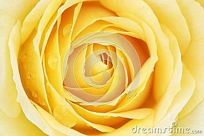 Yellow Rose with Raindrops Stock Photo
