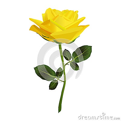 Yellow Rose-Rosa sp., This image is available for Stock Photo