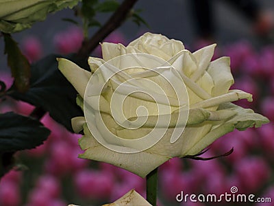 Yellow rose, rose petals, yellow rose blossom, pink background Stock Photo
