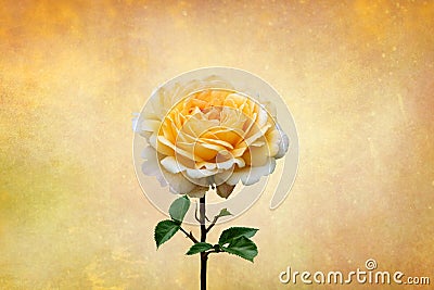 Yellow rose, spring and summer flower closeup on vintage background Stock Photo