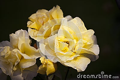 Yellow Rose Summer season Garden Stock Photo