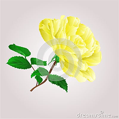 Yellow rose vector Vector Illustration