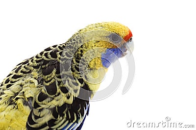 Yellow Rosella Stock Photo