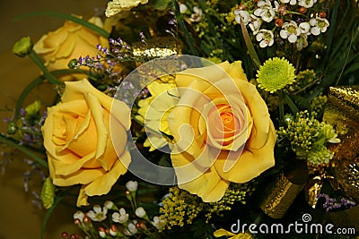 Yellow roses Stock Photo