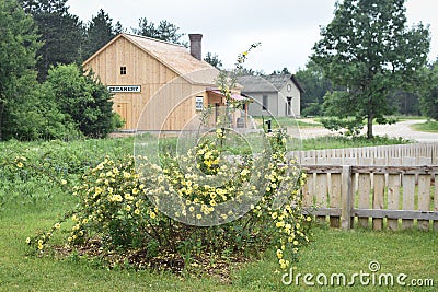 Yellow Roses Blooming in Front of the Creamery Editorial Stock Photo