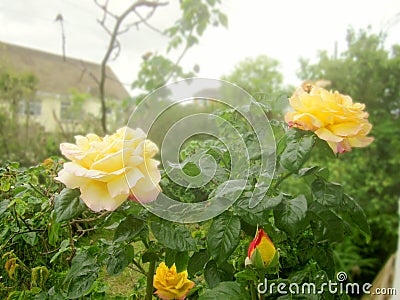 Artistic urban roses and a bud Stock Photo