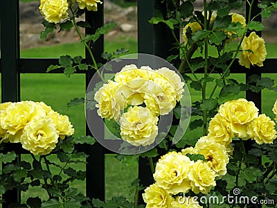 Yellow Roses of Friendship Stock Photo