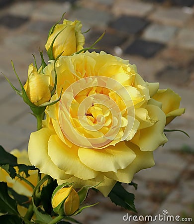Perfume. Flower fragrance. The most fragrant yellow roses in the garden Stock Photo