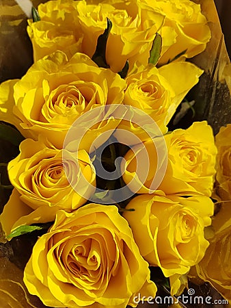 Yellow roses Stock Photo