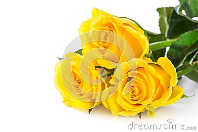 Yellow roses Stock Photo