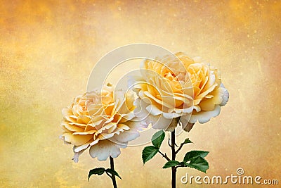 Yellow roses, spring and summer flowers closeup. Still life on vintage background Stock Photo