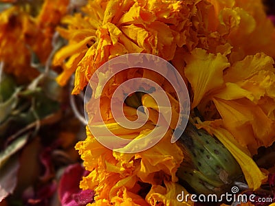 Yellow and yellow roses with stems Stock Photo