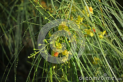 Yellow roses of & x22;Say-saban& x22; tree Stock Photo