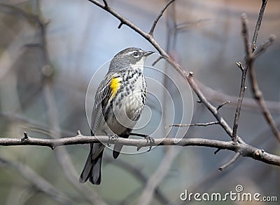 Yellow-rumped Warbler bird Dendroica coronata, Canada Stock Photo