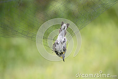 Yellow-rumped Warbler in the net Stock Photo