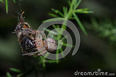 Yellow sac spider preying on an bee Stock Photo