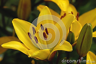 Yellow Saffron lily or Fire lily Lilium bulbiferum in summer garden Stock Photo