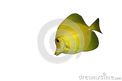 Yellow sailfin tang Stock Photo