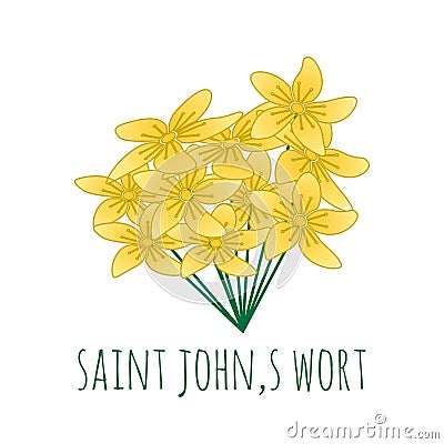 Yellow saint johns wort flower vector illustration Vector Illustration