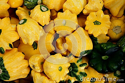Yellow scallopini squash, Cucurbita pepo Stock Photo
