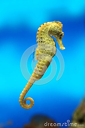 Yellow sea-horse Stock Photo