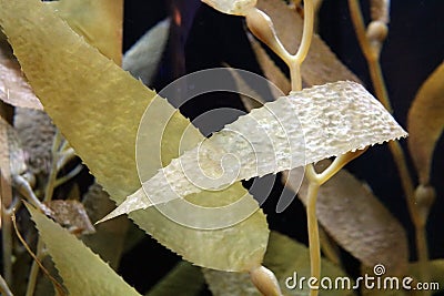 Yellow seaweed in ocean, salt water flora sea weed Stock Photo