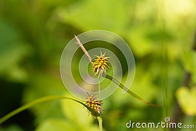 Yellow sedge Carex lepidocarpa Stock Photo