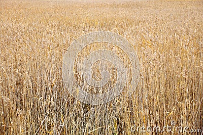 Yellow sedge reed on a river bank Stock Photo