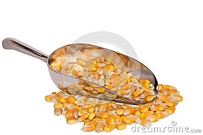 Yellow seed corn Stock Photo