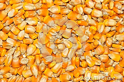 Yellow seed corn Stock Photo