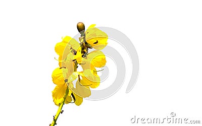 A Yellow Senna didymobotrya flower is a species of flowering plant in the legume family known by the common names African senna. Stock Photo